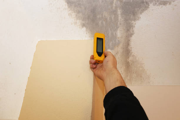 Best Forensic Mold Investigation  in Postville, IA