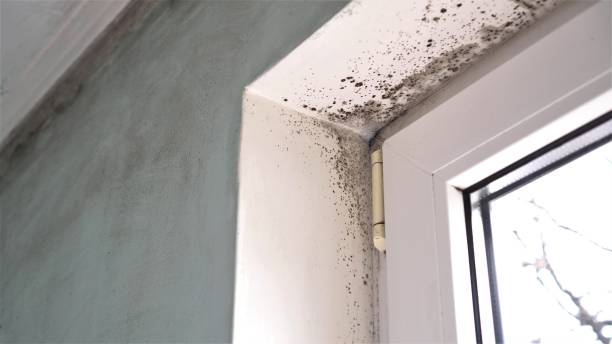 Best Mold Damage Restoration  in Postville, IA