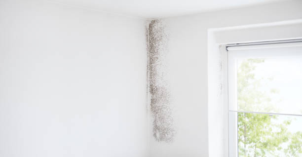 Best Comprehensive Air Testing for Mold Contaminants  in Postville, IA