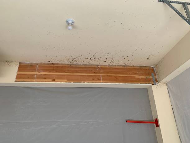 Best Airborne Mold Testing  in Postville, IA