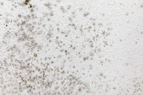 Best Indoor Air Quality Assessment  in Postville, IA