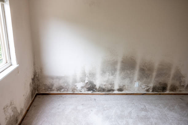 Best Attic Mold Removal  in Postville, IA