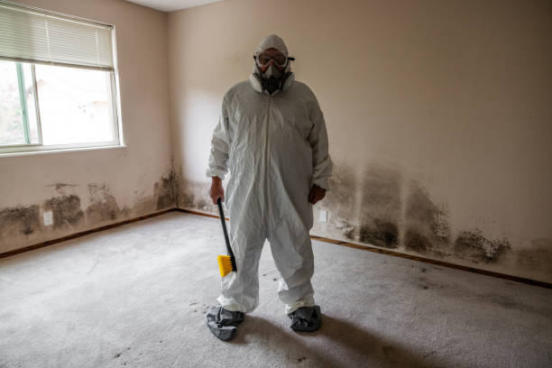 Best Basement Mold Removal  in Postville, IA