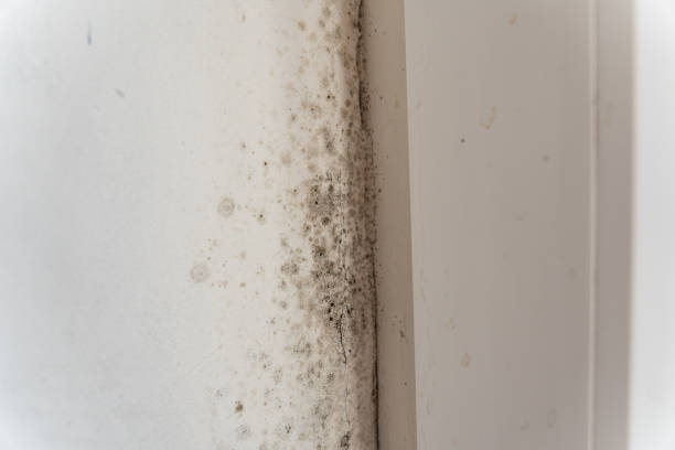Best Mold Prevention Services  in Postville, IA