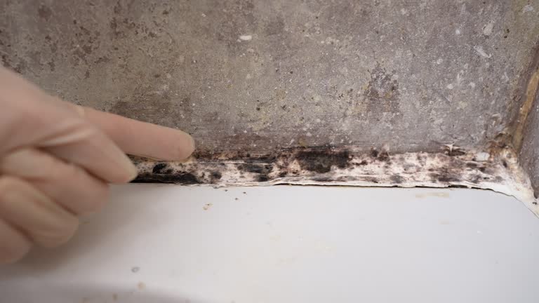 Best Mold Removal for HVAC Installations  in Postville, IA