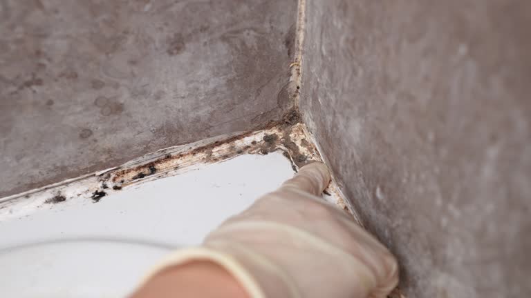 Best Biohazard Mold Removal  in Postville, IA